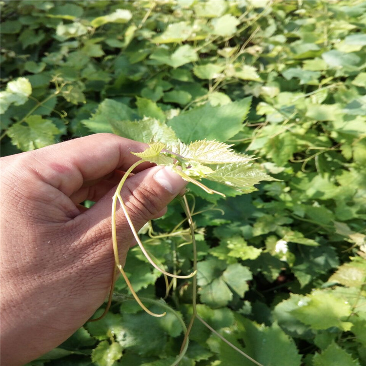 安康夏黑葡萄苗多少钱一棵果树苗