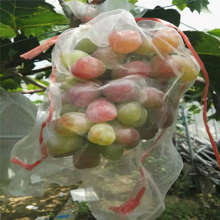 南通陽(yáng)光玫瑰葡萄苗多少錢一株新品種