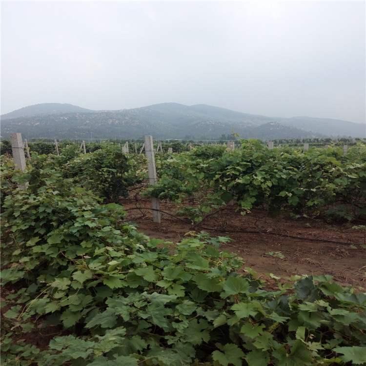 朝陽巨峰葡萄苗一畝地種植多少棵林木