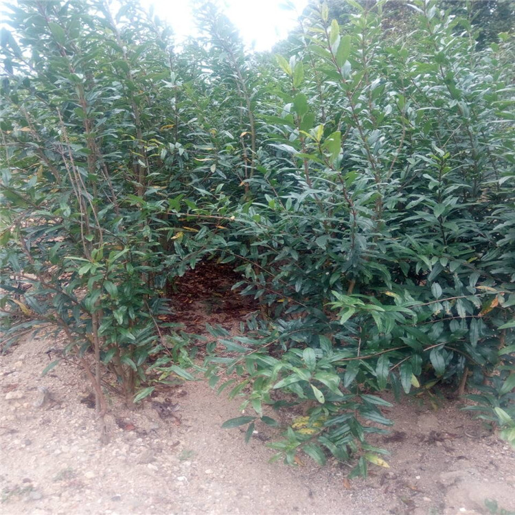 玉樹紅如意軟籽石榴苗成活率果樹