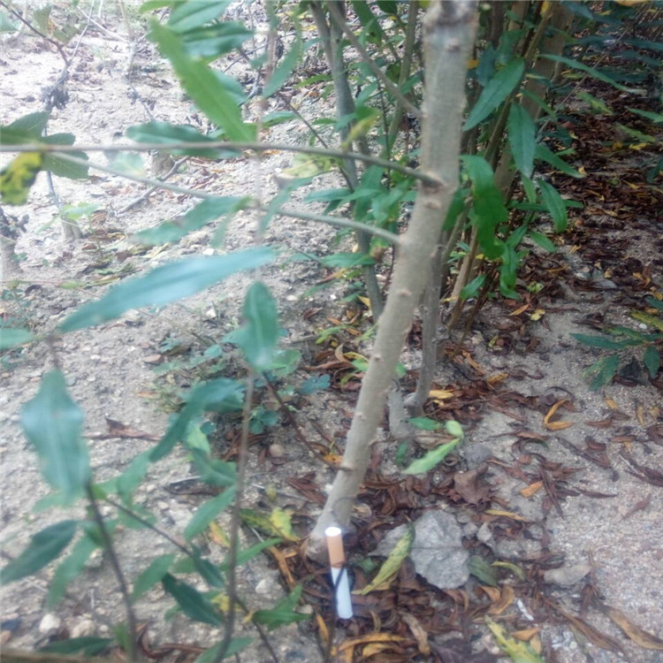 贛州地栽紅如意軟籽石榴苗哪里有了解