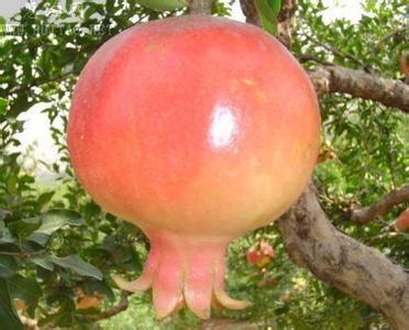 安康中農紅軟籽石榴苗批發(fā)價格林木