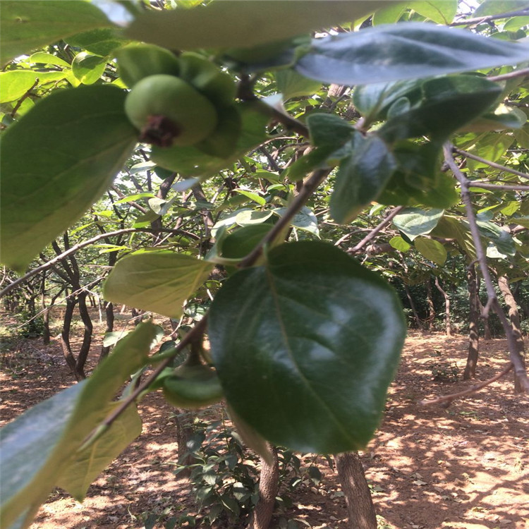 张掖贵秋柿子苗苗木基地种植资讯