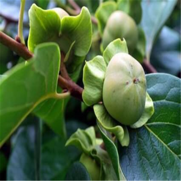 鶴壁柿子苗怎么種植了解