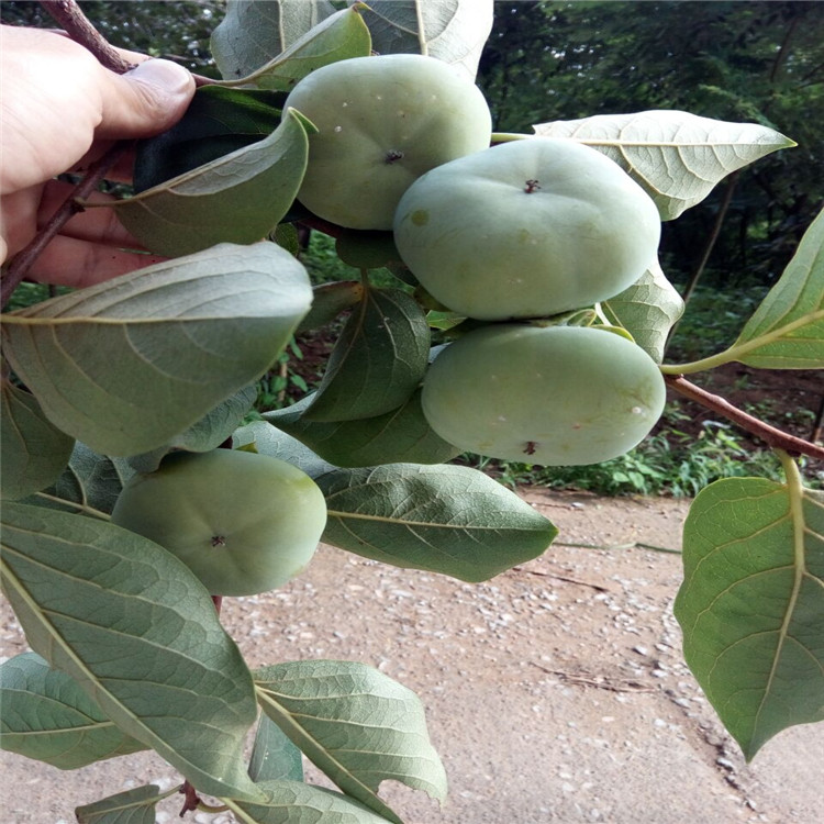 张掖贵秋柿子苗苗木基地种植资讯