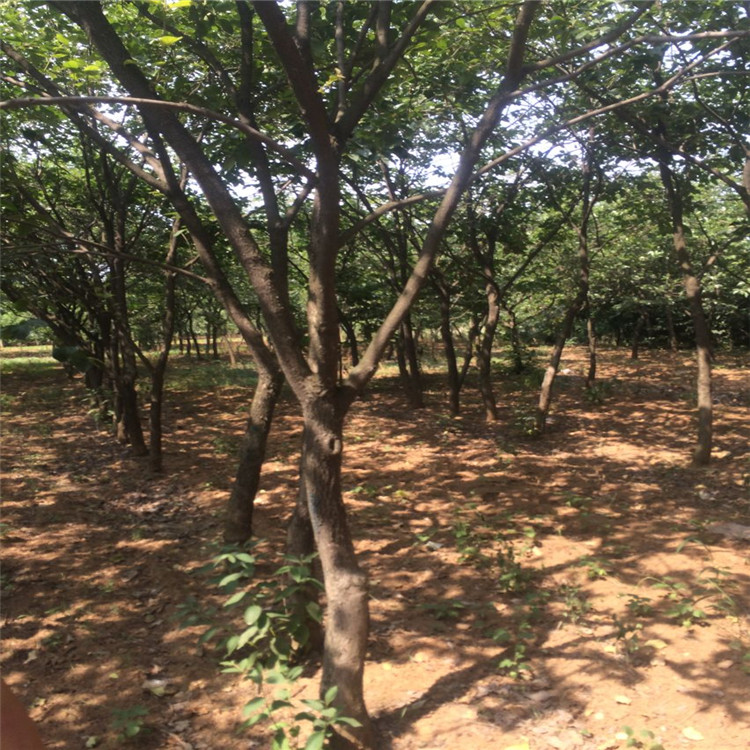 鐵門關(guān)次郎甜柿子苗基地種植苗木
