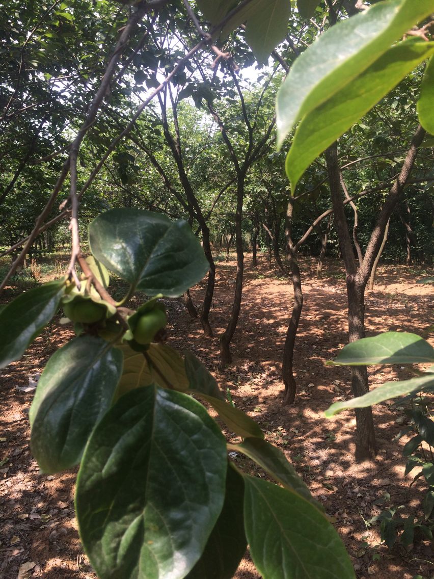 乌海2公分柿子苗农科院种植基地果树批发