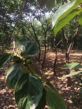 溫州貴秋柿子苗一畝地種植多少錢果樹