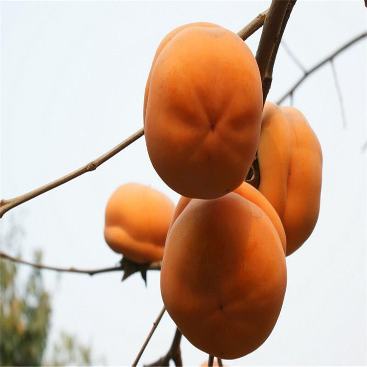 雞西藤八柿子苗市場價(jià)格是多少頭條