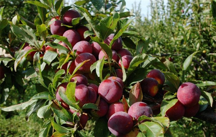 來賓味帝李子苗種植技術(shù)指導(dǎo)種植資訊