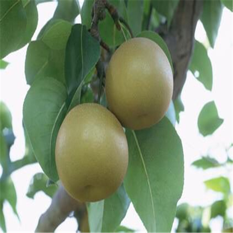 臨夏2公分全紅梨樹苗一畝地種植多少棵正規(guī)交易