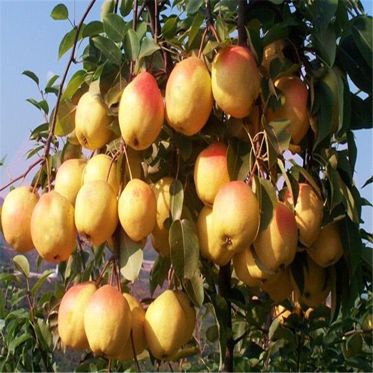 韶關(guān)1公分黃金梨樹(shù)苗多少錢(qián)一株采購(gòu)平臺(tái)