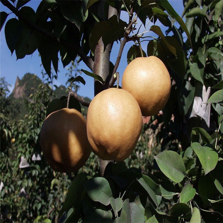 臨夏2公分全紅梨樹苗一畝地種植多少棵正規(guī)交易