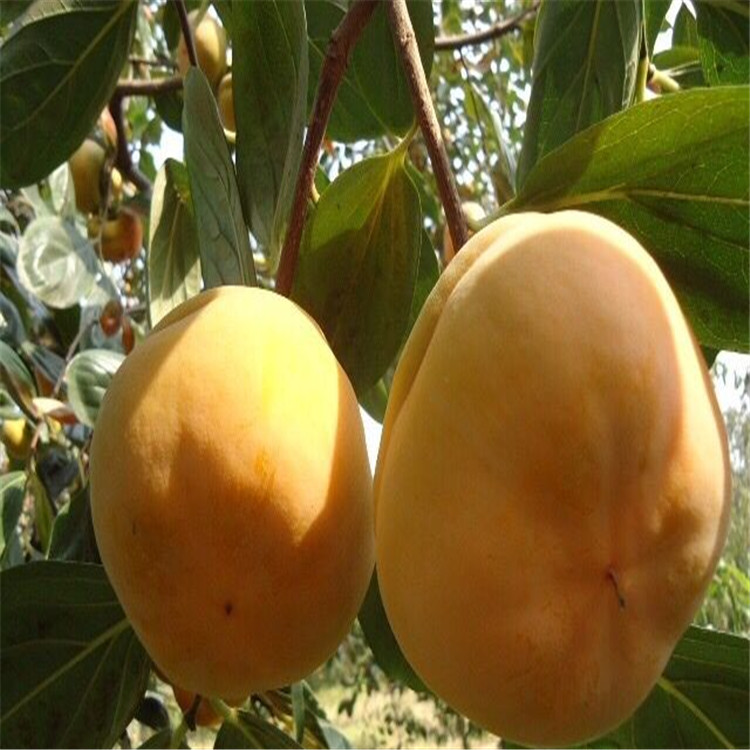 圖木舒克特早熟七月早柿苗怎么種植果樹信息