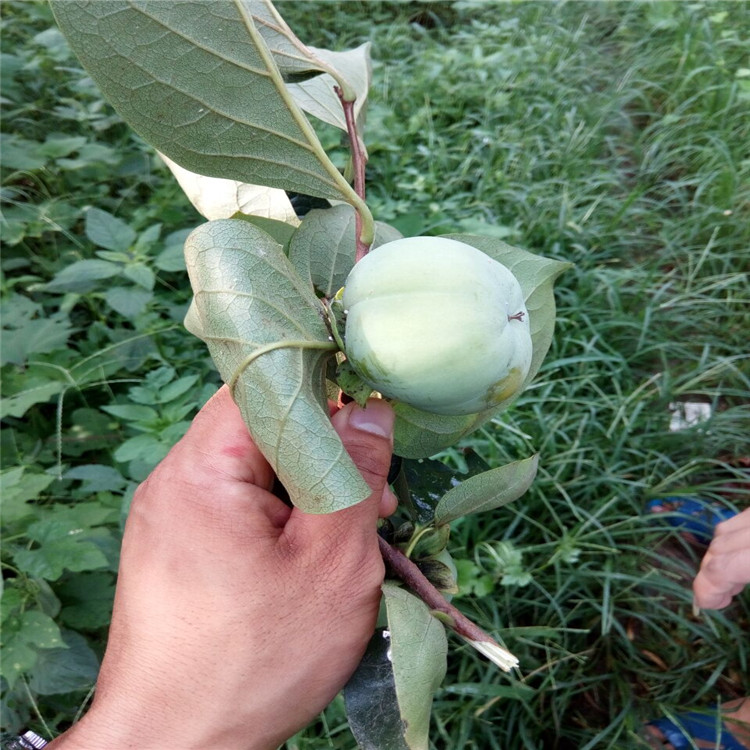 咸陽(yáng)富有甜柿子苗基地種苗培育