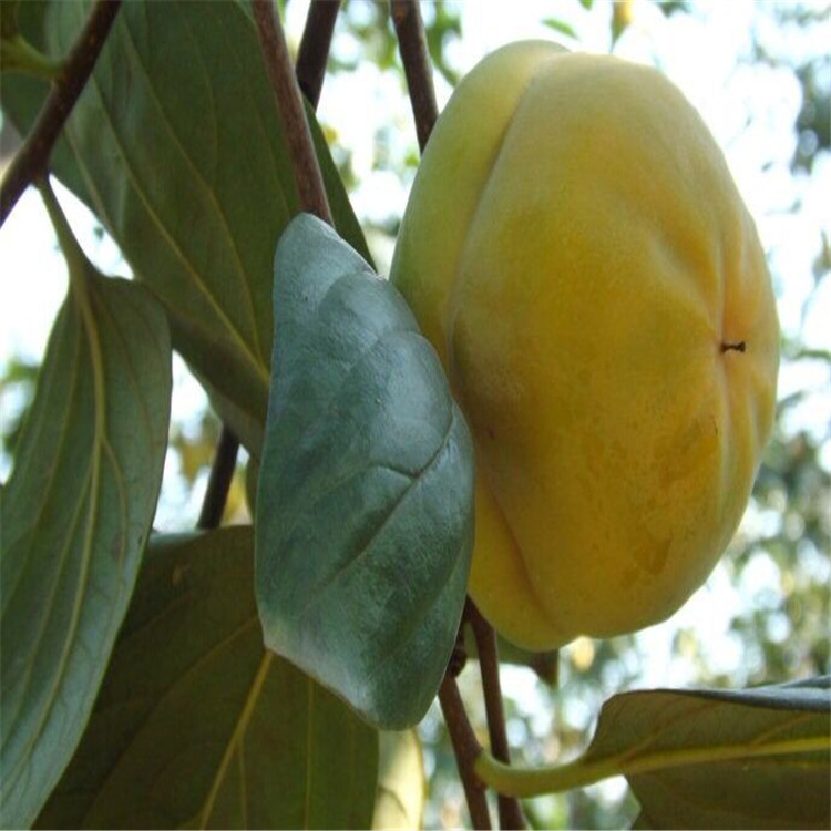 圖木舒克特早熟七月早柿苗怎么種植果樹信息