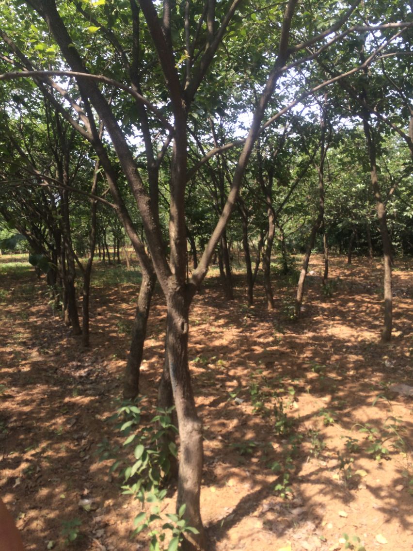 咸陽(yáng)富有甜柿子苗基地種苗培育