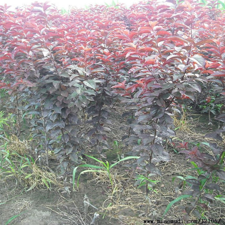 長治陽豐甜柿子苗怎么種植年賣價(jià)