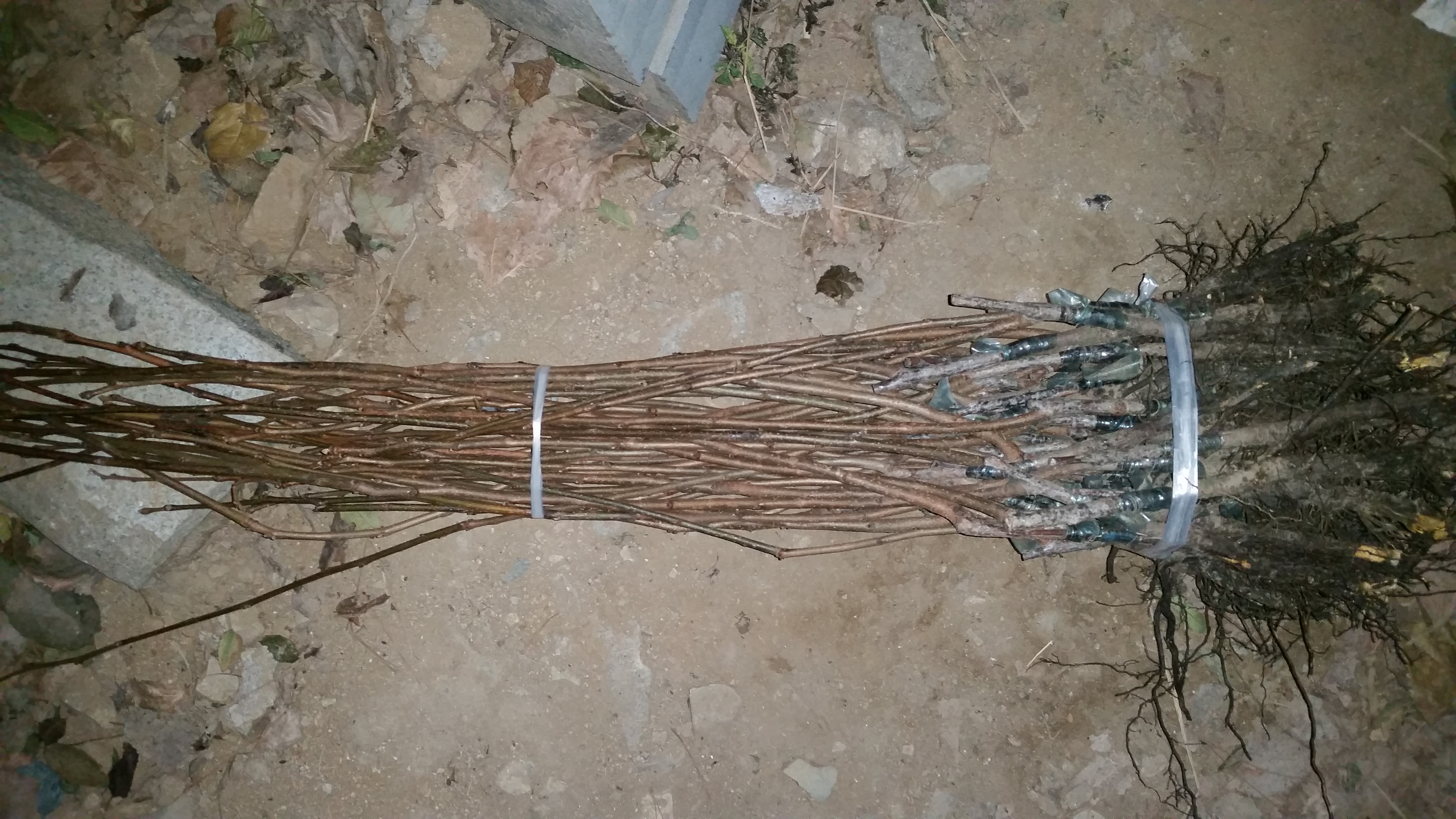 鄂州藤八甜柿柿子苗農科院種植基地種苗培育