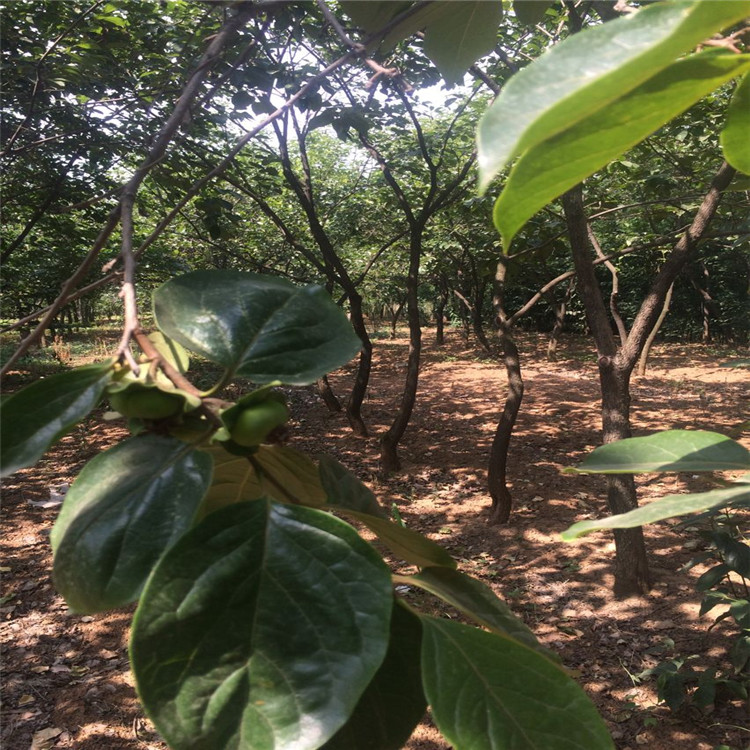 鄂州藤八甜柿柿子苗農科院種植基地種苗培育
