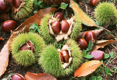 保山當(dāng)年占地板栗苗基地種植了解更新