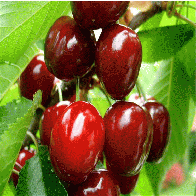 大連矮化櫻桃樹農(nóng)科院種植基地年賣價