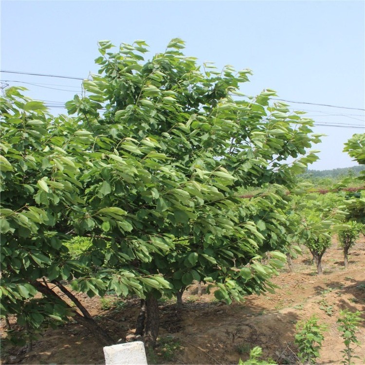 呼伦贝尔吉塞拉樱桃树一亩地种植多少棵果树信息