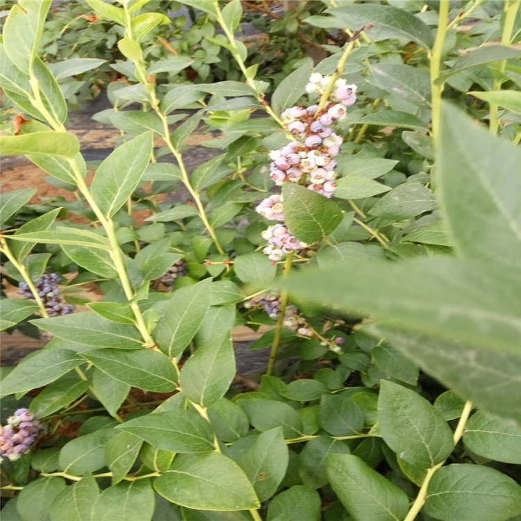 秦皇島喬治寶石藍(lán)莓苗今日?qǐng)?bào)價(jià)了解品種