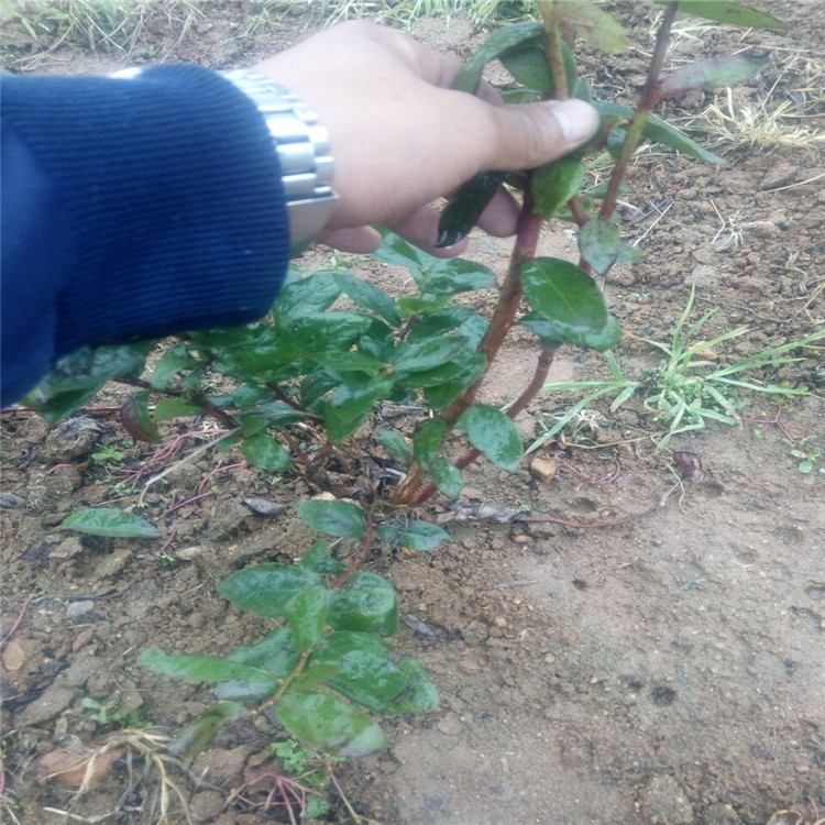 南平艾文藍藍莓苗農科院種植基地新品種研發