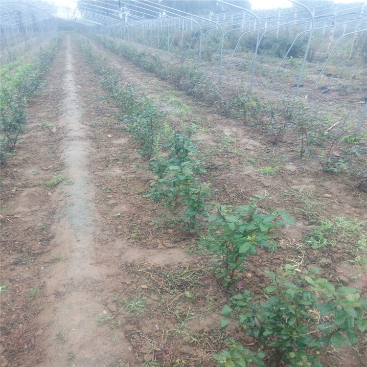 南平艾文藍藍莓苗農科院種植基地新品種研發