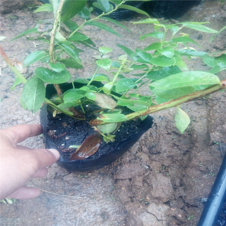 南平艾文藍藍莓苗農科院種植基地新品種研發