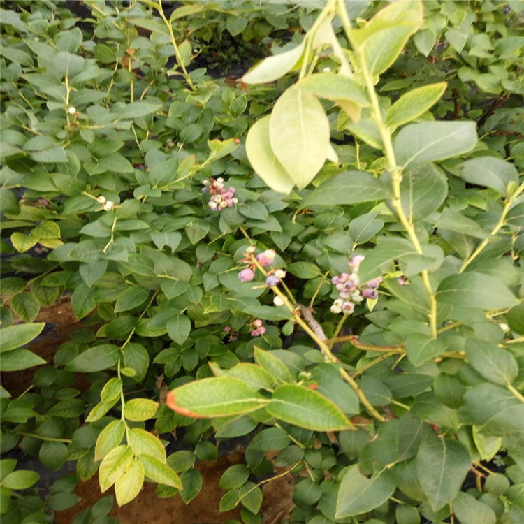 秦皇島喬治寶石藍(lán)莓苗今日?qǐng)?bào)價(jià)了解品種