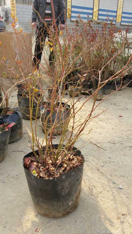 南平艾文藍藍莓苗農科院種植基地新品種研發