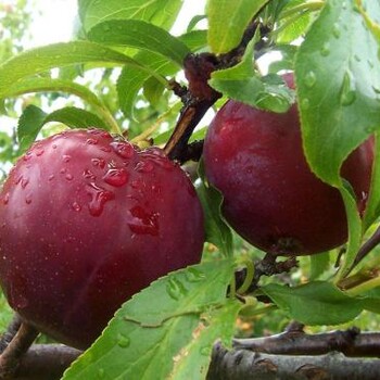 大理大紅袍李子苗品種介紹農(nóng)業(yè)信息