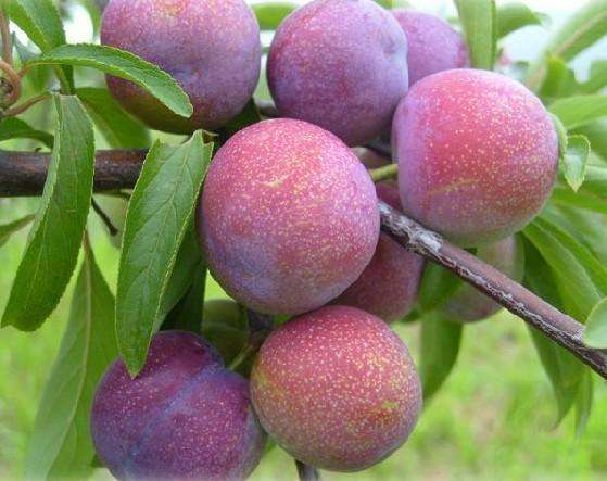 大理大紅袍李子苗品種介紹農(nóng)業(yè)信息