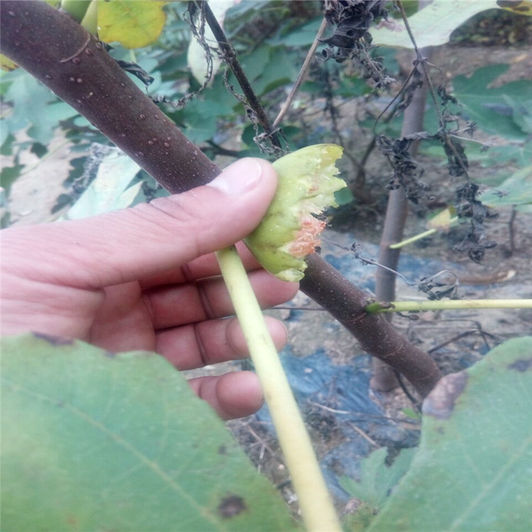 和田加州黑無花果苗種植技術(shù)指導(dǎo)廠家價格