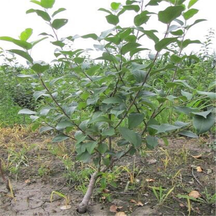 烟富6号苹果苗基地种植批发贵港