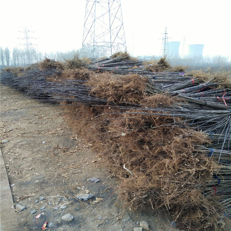烟富6号苹果苗基地种植批发贵港