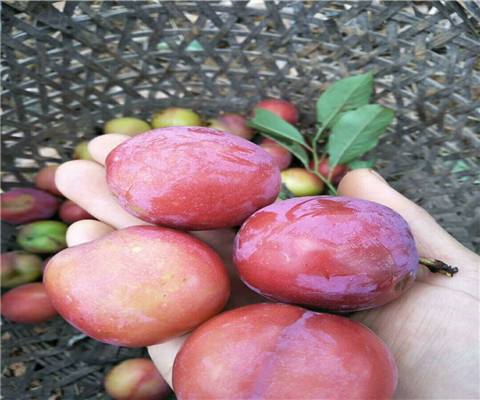 3公分蜂糖李李子苗品種介紹果樹(shù)苗南京