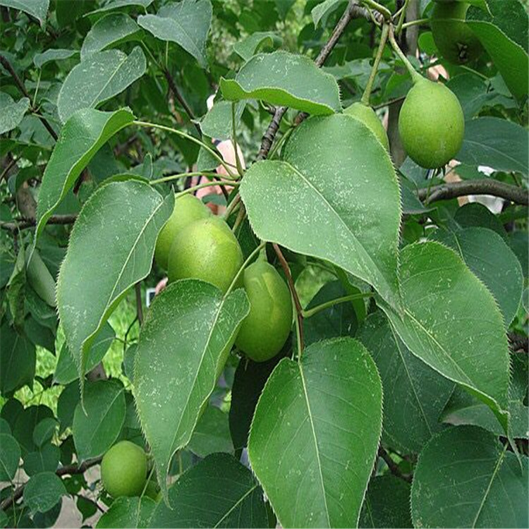 阿里的玉露香梨樹(shù)苗農(nóng)科院種植基地