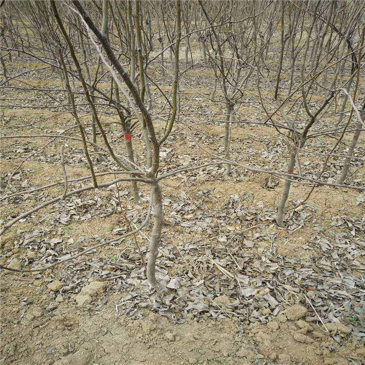 克孜勒蘇的晚秋黃梨苗基地種植