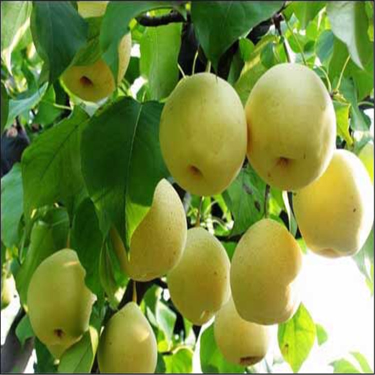 吐魯番的實(shí)生梨樹苗今日?qǐng)?bào)價(jià)
