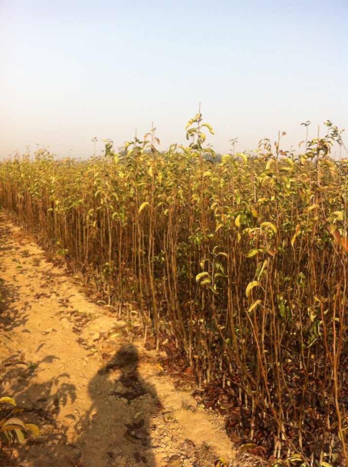 呼和浩特的2公分意大利黑梨樹苗基地種植