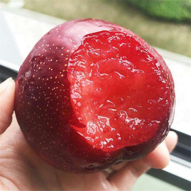 防城港的卯爺西梅李子苗畝產(chǎn)量多少