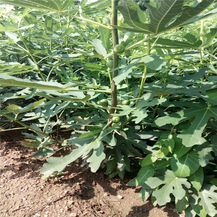 大連的瑪斯義陶芬無花果苗品種介紹