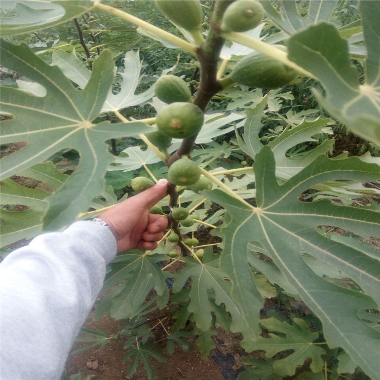 金華的青皮無花果苗畝產量