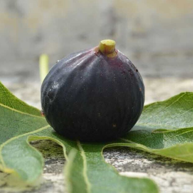 煙臺(tái)的美麗亞無花果苗農(nóng)科院種植基地