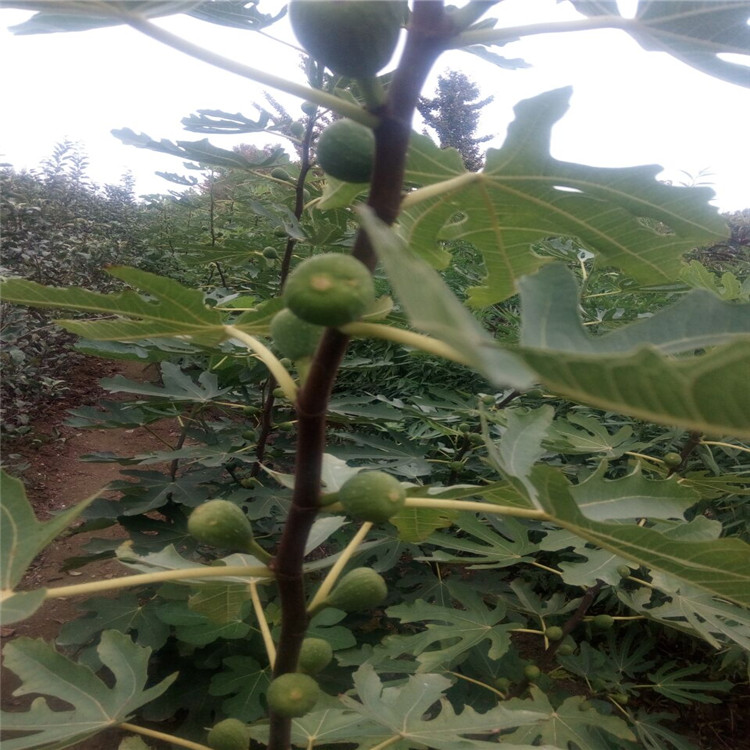酒泉的砂糖無花果苗品種介紹