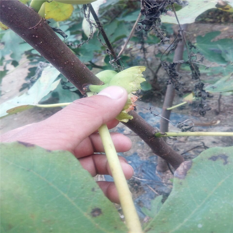 济南的美丽亚无花果苗农科院种植基地