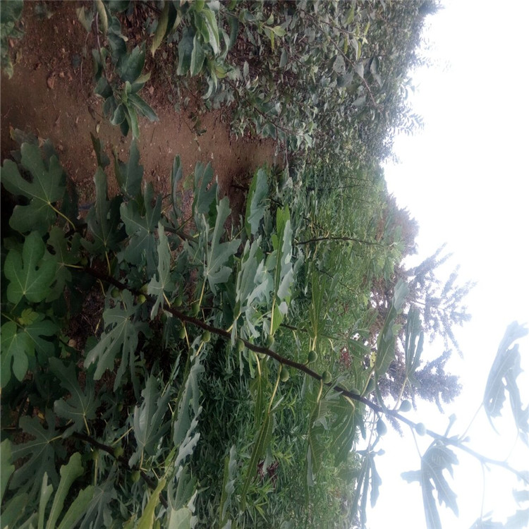 酒泉的砂糖無花果苗品種介紹